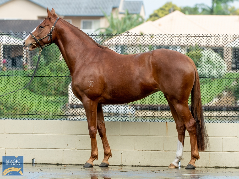 2022 Gold Coast National Broodmare Sale Lot 641 Deep Field (AUS